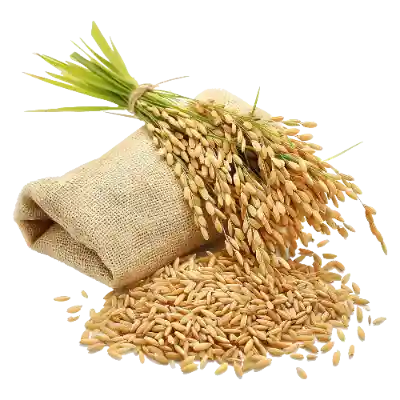 Featured Product